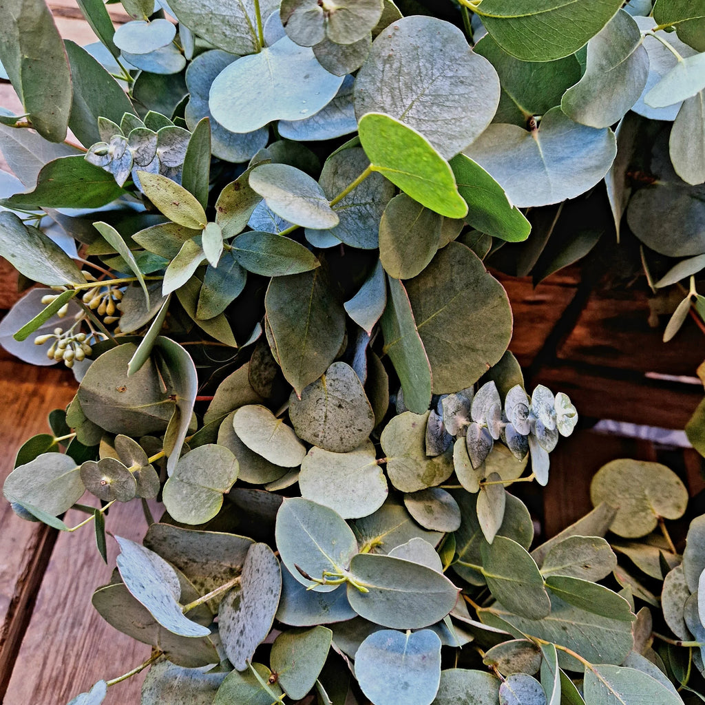 Fresh Eucalyptus  Valentines Heart
