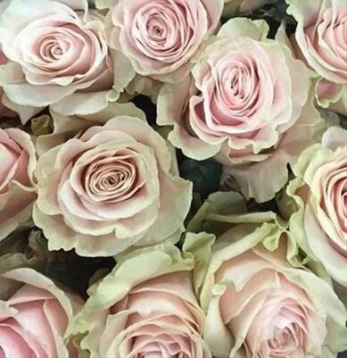 Classic Pink or Ivory Luxury Roses