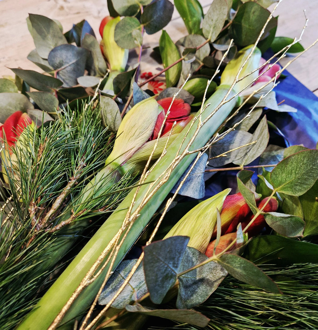 Christmas Amaryllis and Foliage