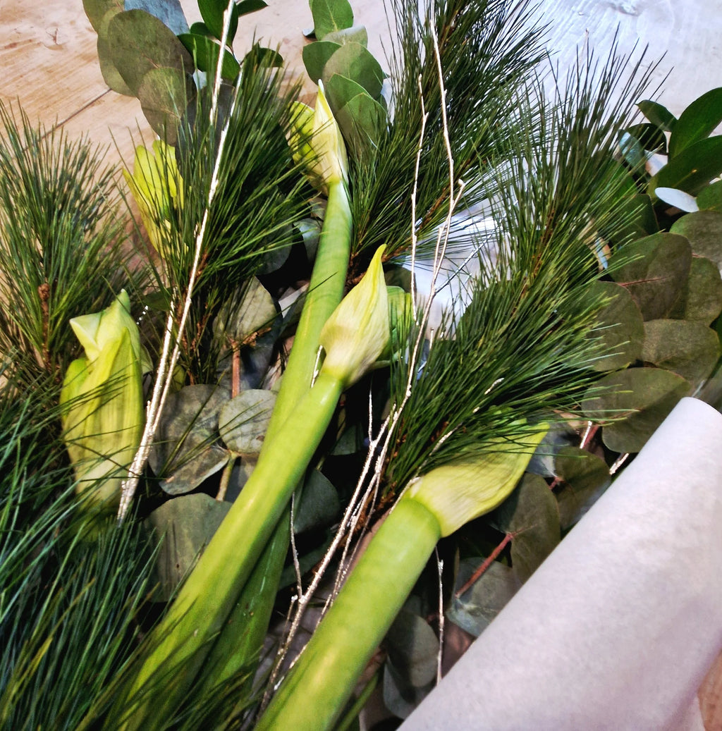 Christmas Amaryllis and Foliage