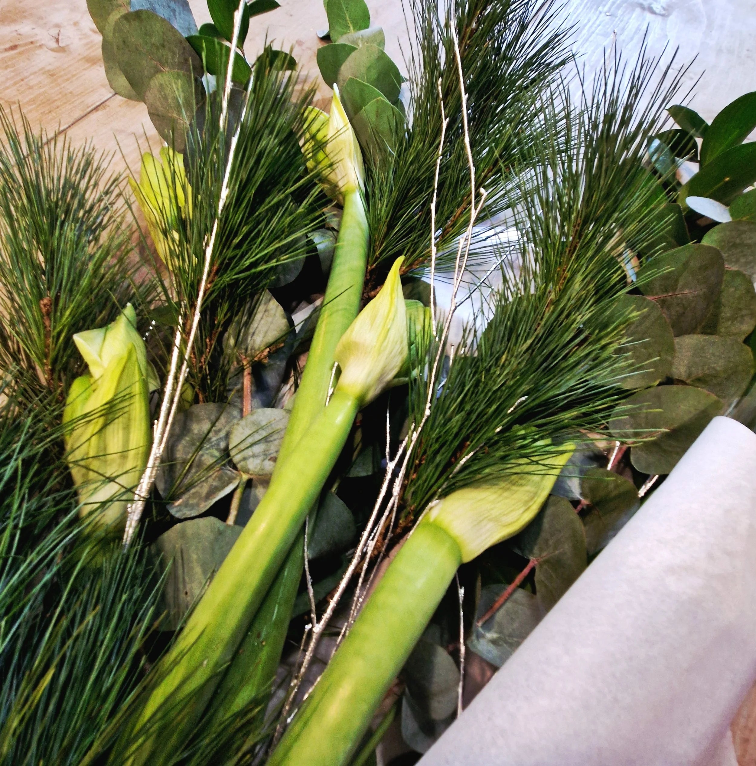 Christmas Amaryllis and Foliage