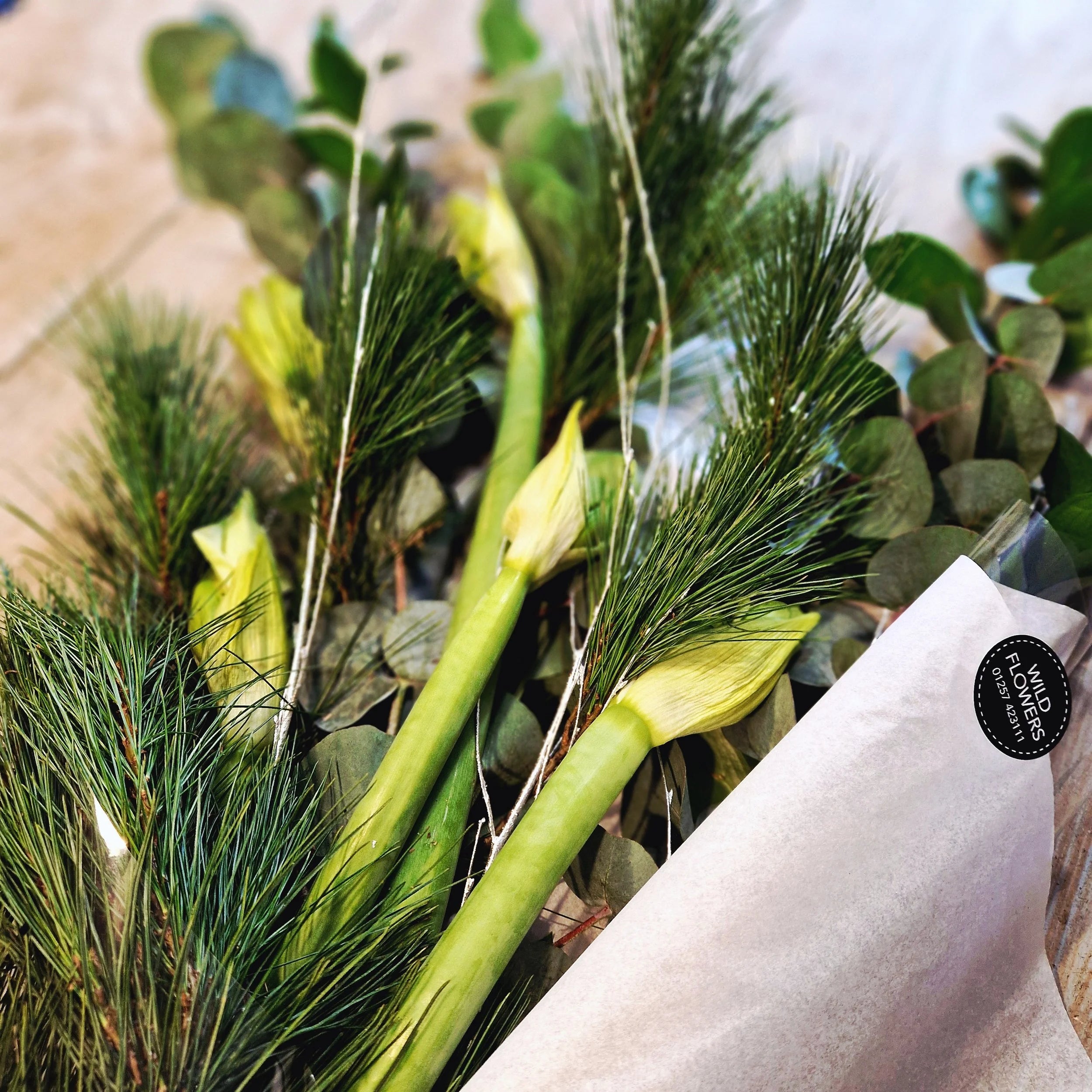 Christmas Amaryllis and Foliage