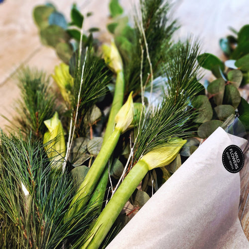 Christmas Amaryllis and Foliage