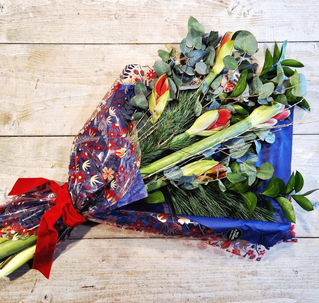 Christmas Amaryllis and Foliage