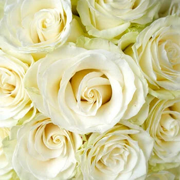 Classic Pink or Ivory Luxury Roses